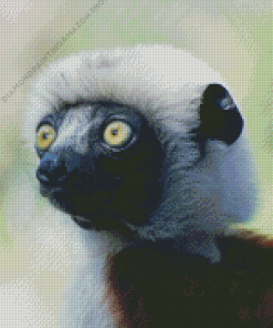 Sifaka Diamond Painting