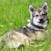 Swedis Vallhund Diamond Painting