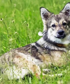 Swedis Vallhund Diamond Painting