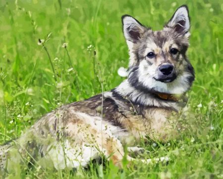 Swedis Vallhund Diamond Painting