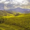 Tea Fields Diamond Painting