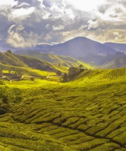 Tea Fields Diamond Painting