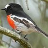 The Scarlet Robin Diamond Painting