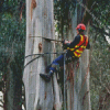 The Arborist Man Diamond Painting