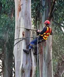 The Arborist Man Diamond Painting