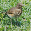 Thrush Bird Diamond Painting