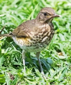 Thrush Bird Diamond Painting