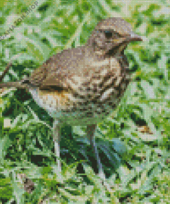 Thrush Bird Diamond Painting