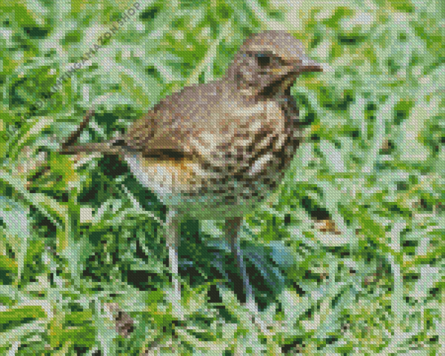 Thrush Bird Diamond Painting