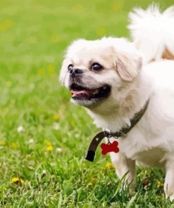 Tibetan Spaniel Diamond Painting