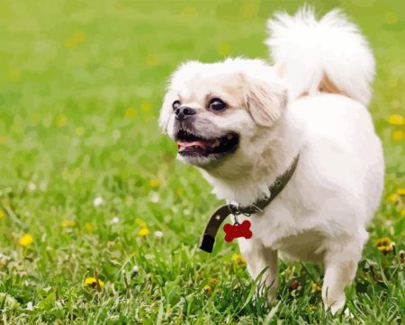 Tibetan Spaniel Diamond Painting