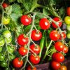 Tomato Plant Diamond Painting