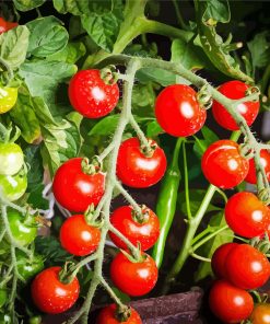 Tomato Plant Diamond Painting