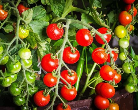 Tomato Plant Diamond Painting