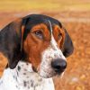 Treeing Walker Coonhound Diamond Painting