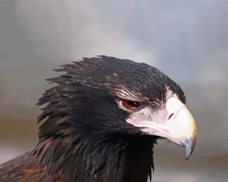 Wedge Tailed Eagle Diamond Painting