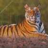 Wild Tiger Animal Diamond Painting