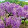 Wisteria Tree Diamond Painting