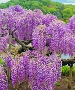 Wisteria Tree Diamond Painting