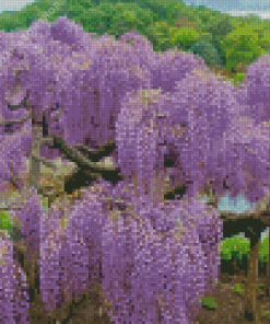 Wisteria Tree Diamond Painting