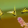 Yellow And Black Butterflies Diamond Painting