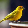 Yellow Canary Bird Diamond Painting