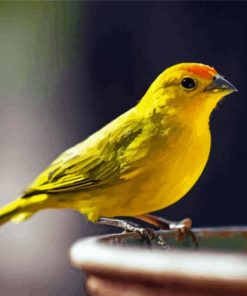 Yellow Canary Bird Diamond Painting