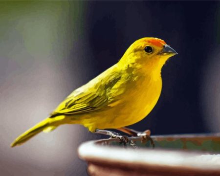 Yellow Canary Bird Diamond Painting