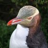 Yellow Eyed Penguin Diamond Painting