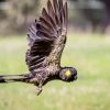 Yellow Tailed Black Cockatoo Diamond Painting