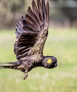 Yellow Tailed Black Cockatoo Diamond Painting