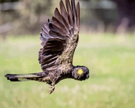 Yellow Tailed Black Cockatoo Diamond Painting