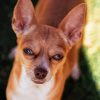 Adorable Brown Chihuahua Diamond Painting