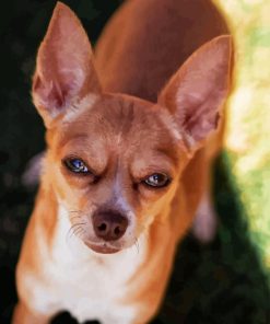 Adorable Brown Chihuahua Diamond Painting