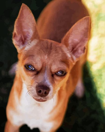 Adorable Brown Chihuahua Diamond Painting