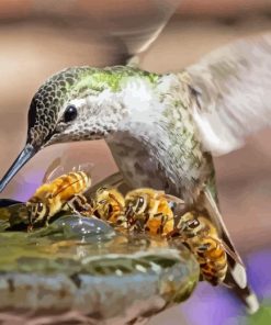 Bee And Hummingbird Diamond Painting