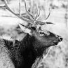 Black And White Elk Diamond Painting