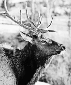 Black And White Elk Diamond Painting