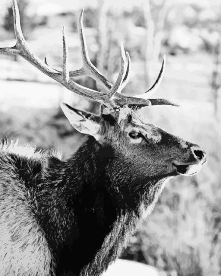 Black And White Elk Diamond Painting