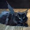 Black Cat With Bat Wings Diamond Painting