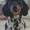 Black Dapple Dachshund Diamond Painting