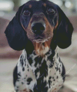 Black Dapple Dachshund Diamond Painting