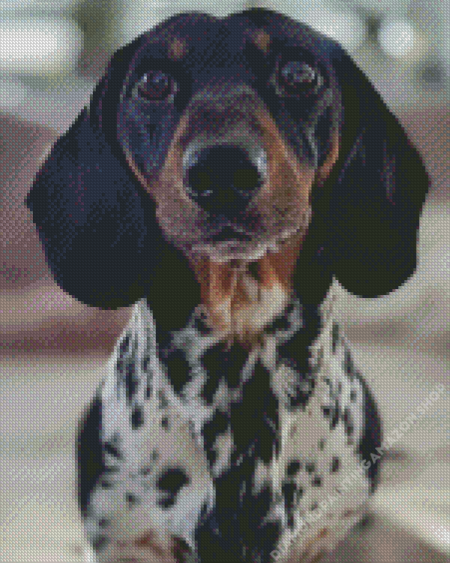 Black Dapple Dachshund Diamond Painting