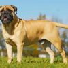 Bullmastiff Diamond Painting