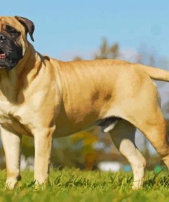 Bullmastiff Diamond Painting