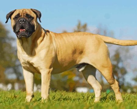 Bullmastiff Diamond Painting