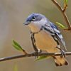 Cerulean Warbler Diamond Painting