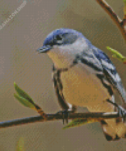 Cerulean Warbler Diamond Painting