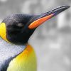 Close Up King Penguin Diamond Painting