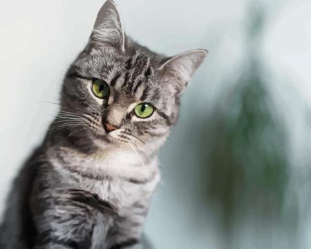 Cute American Shorthair Diamond Painting
